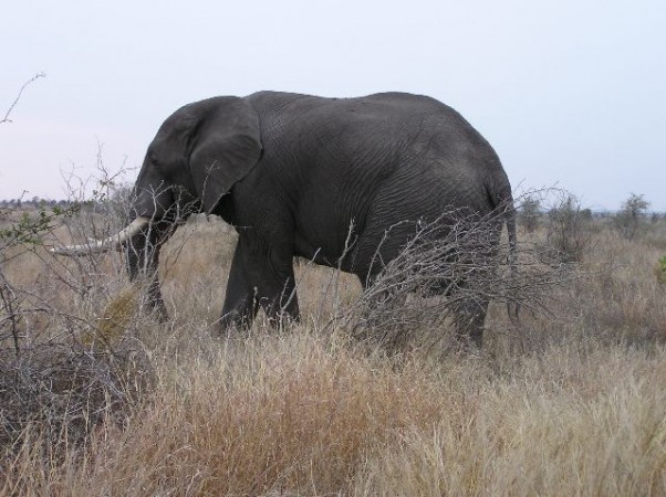 Krugerpark, Zuid Afrika.  