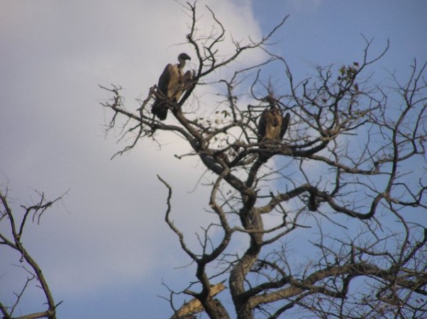 Gieren in het Moremi Wildreservaat, Botswana.  