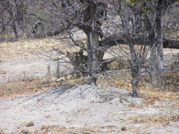 Het Moremi Wildreservaat ligt in het noordoostelijke deel van de Okavango Delta.  
