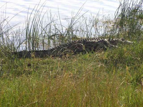 Nogmaals het Moremi Wildreservaat in Botswana.  