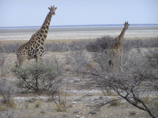Het Etosha Wildreservaat in het noordoostelijke deel van Namibië.  