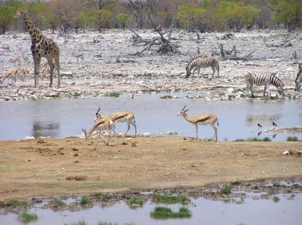 Etosha ligt rond een zoutpan (-vlakte) en betekent 