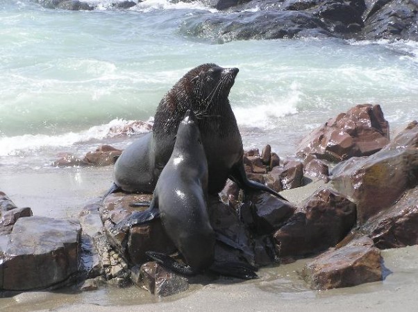 Zeehondenkolonie bij Walvisbaai in Namibië.  