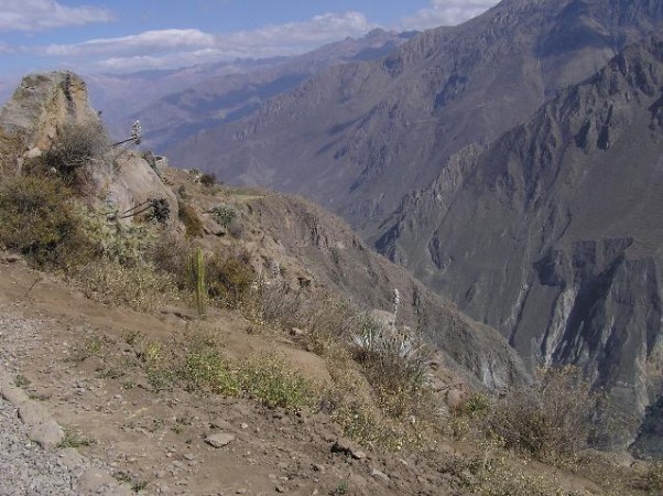 De condor komt uit de diepe kloof te voorschijn.  