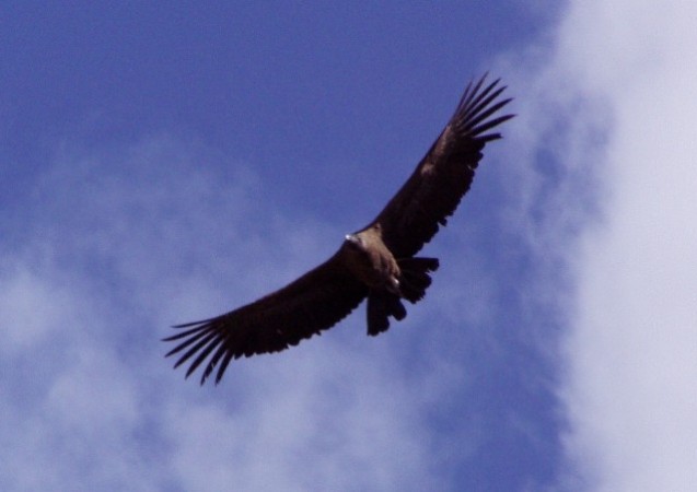 Ze laten zich glijden op de wind, zonder hun vleugels te bewegen. 