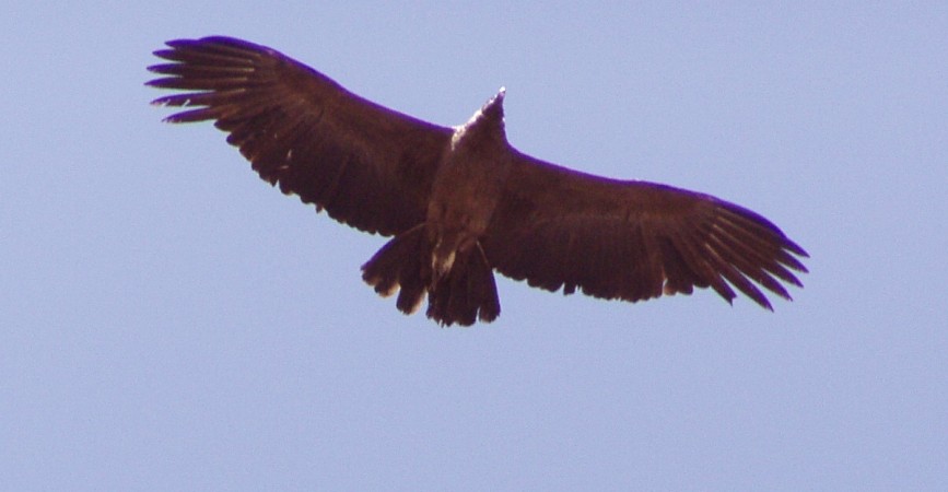 De Condor raakt mij !  