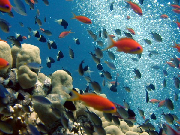 Net een aquarium, alleen zit ik er middenin.  
