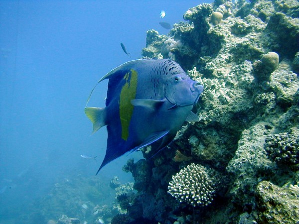 Net een aquarium, alleen zit ik er middenin.  
