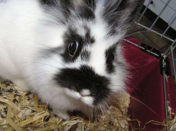 Ook Gismo hoort erbij  