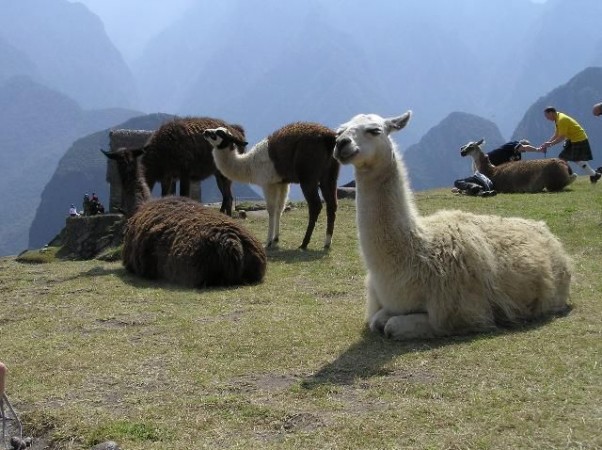Lama's zijn overal te vinden, zelfs in Machu Pichu.  